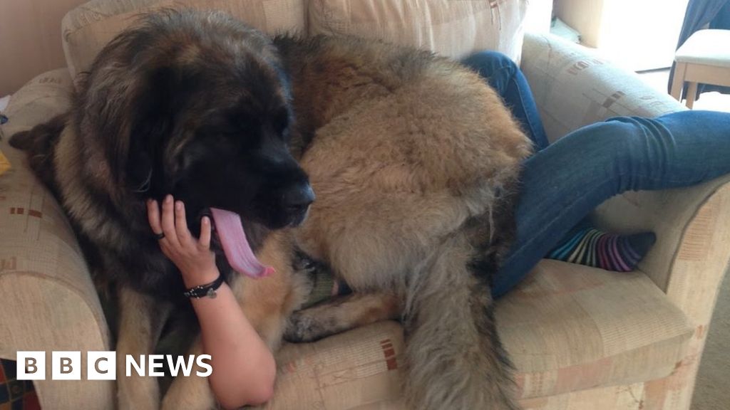 Leonberger Dog Weighing 11st Draws Crowds For Sausage Eating Skills Bbc News