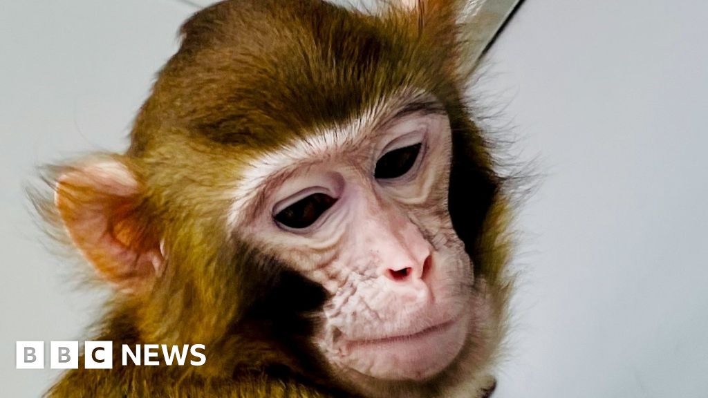 Cloned rhesus monkey created to speed medical research