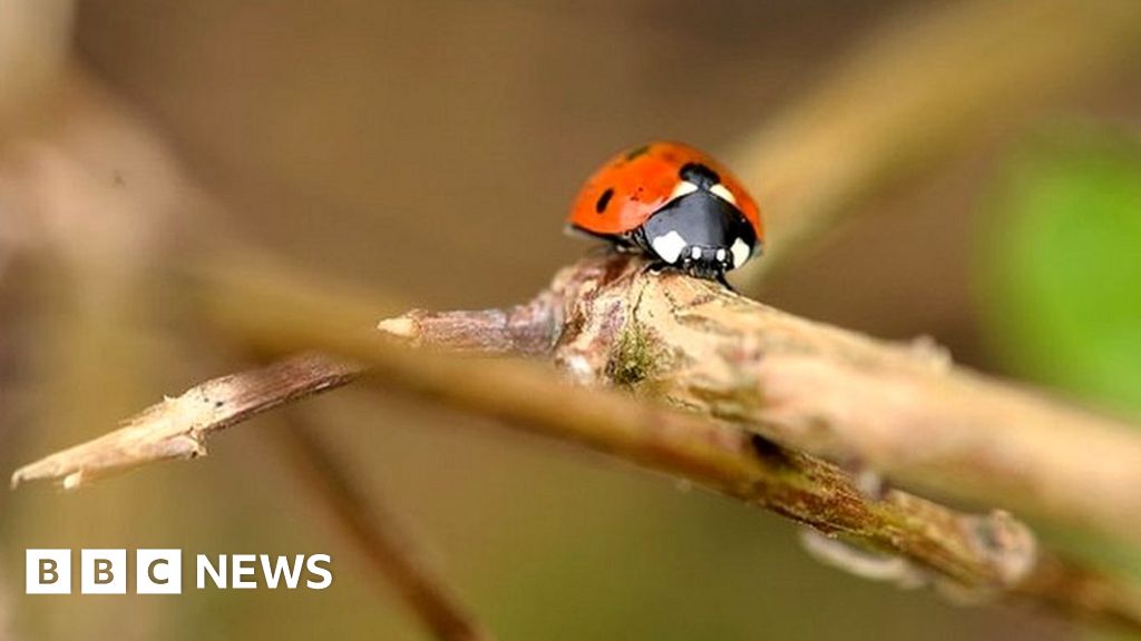 Dorset's Big Picture: 25 March - 31 March 2024 - BBC News