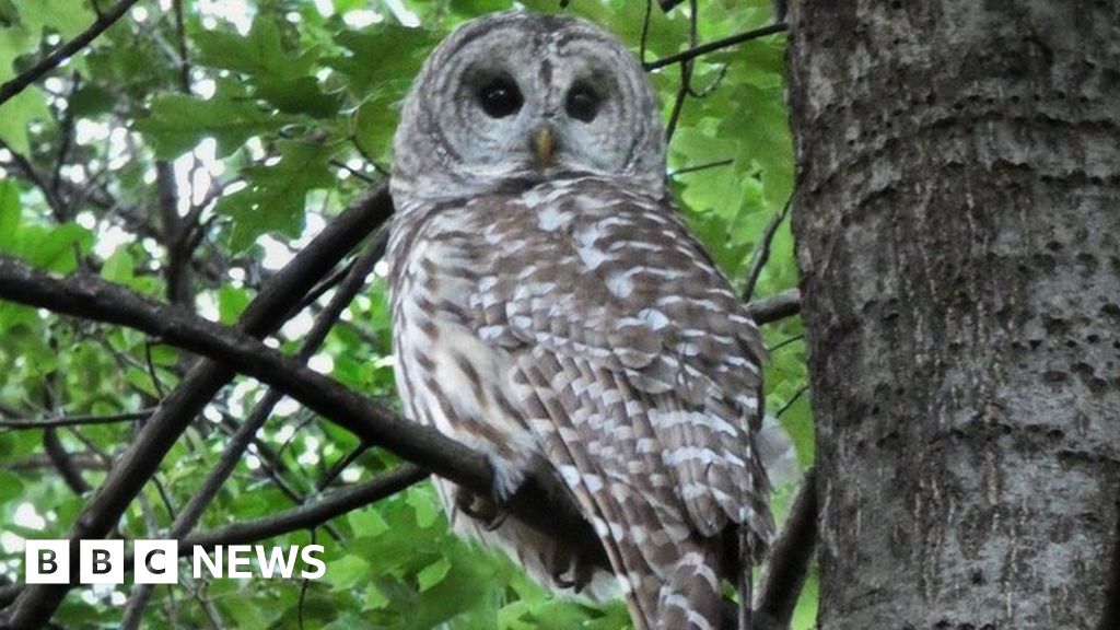 famous-central-park-owl-killed-in-crash-with-van