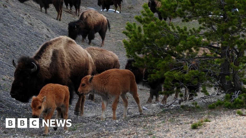 Yellowstone Park advises against selfies with bison