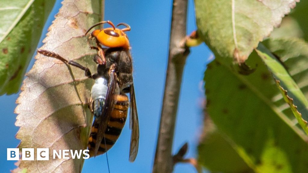 Murder hornets': More nests likely to be found in US - BBC News