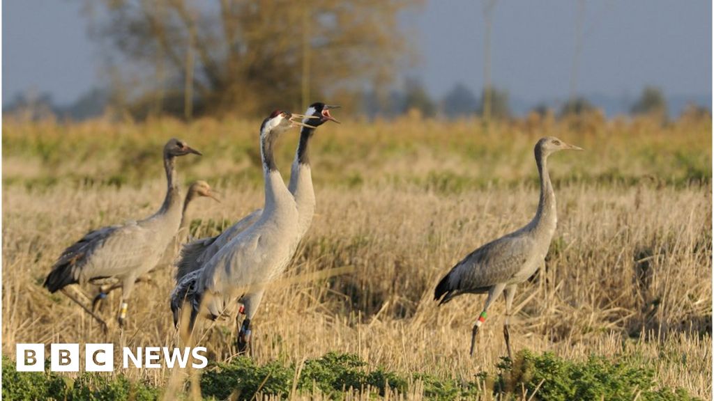 Cranes make comeback in Britain's wetlands