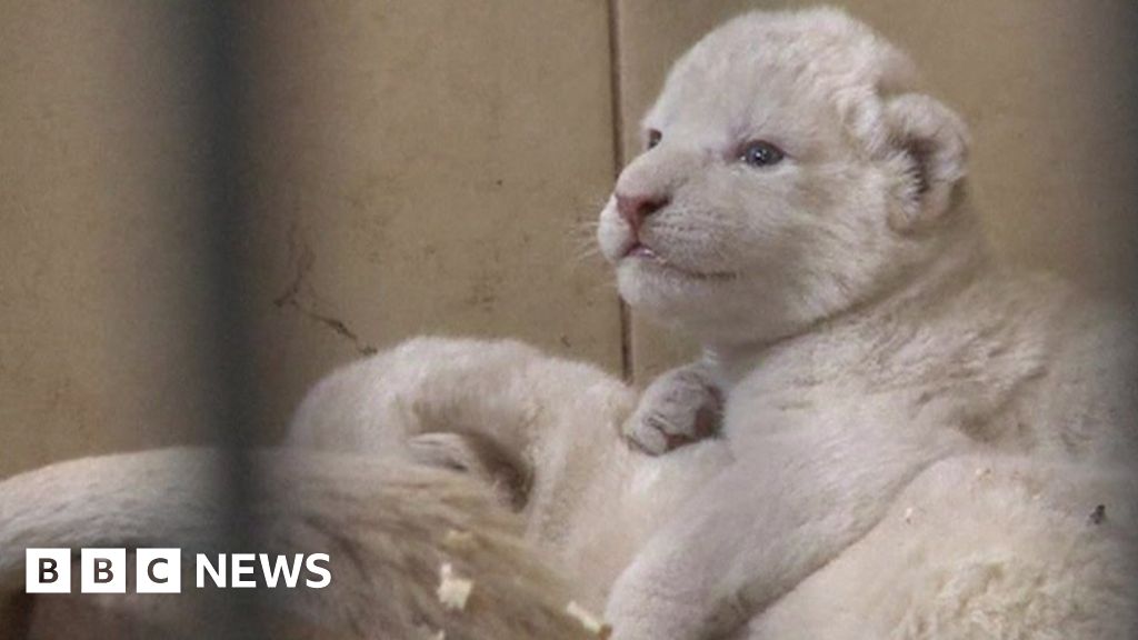 Cold Kills Rare White Bengal Cub in Power-Starved Crimean Zoo - ABC News