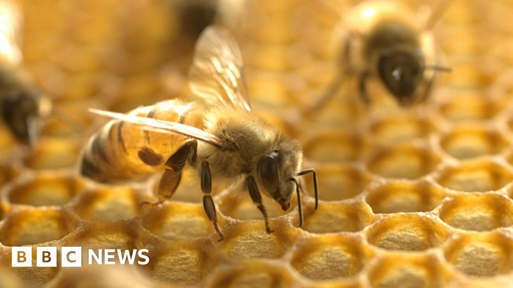 australia-honey-bees-put-in-lockdown-due-to-deadly-varroa-parasite