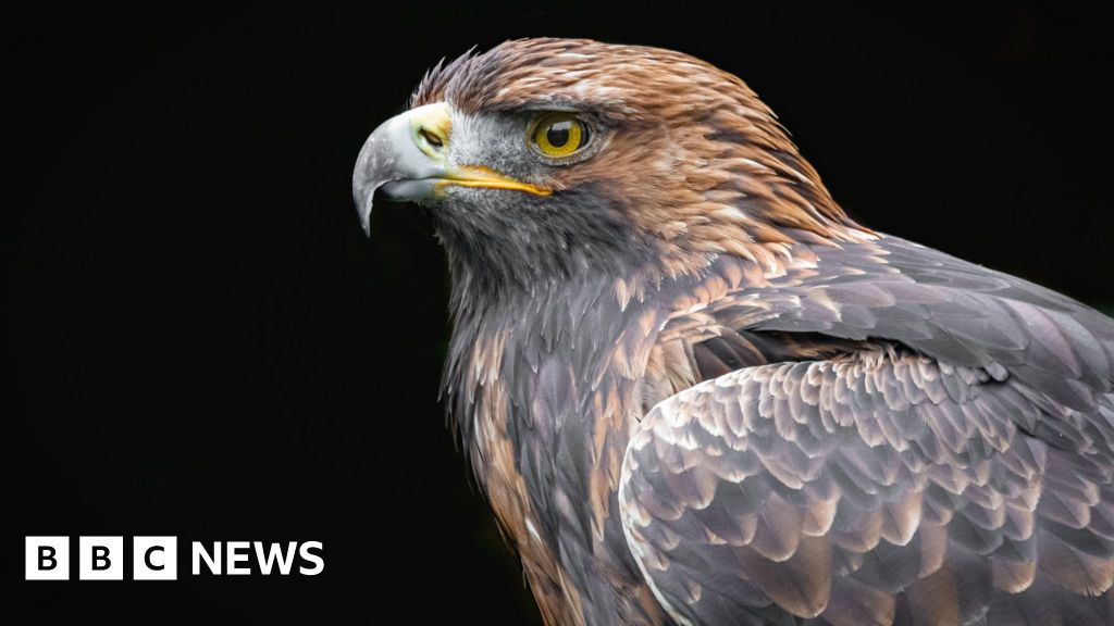 Golden eagle found dead on south Scotland estate