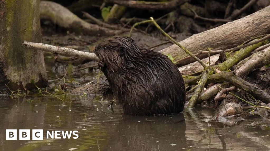 Essex beavers project: Flood-defence duo produce offspring at Spains ...