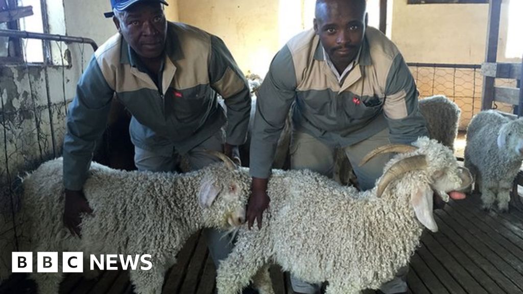 Why some South African farmers are producing mohair BBC News