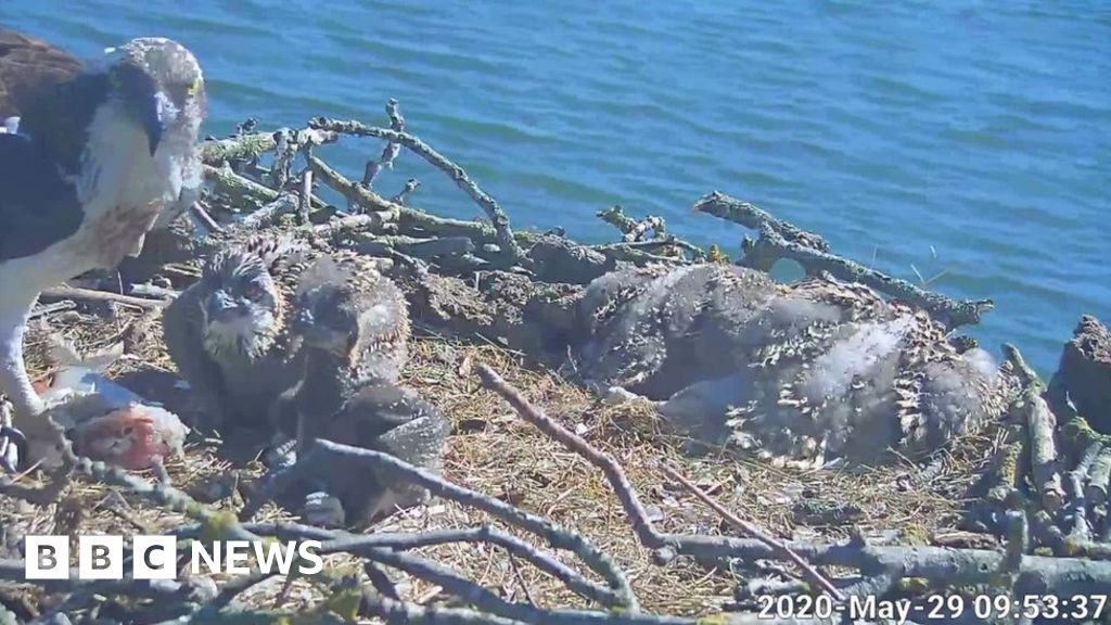 Rutland osprey project grows online audience in lockdown