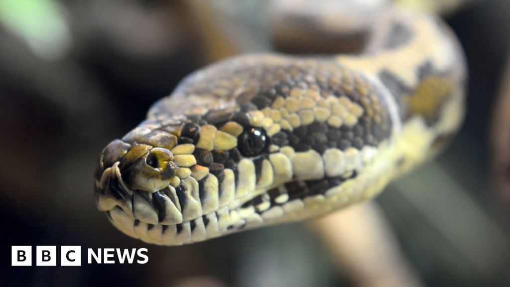Australia: Python bites and drags five-year-old into pool