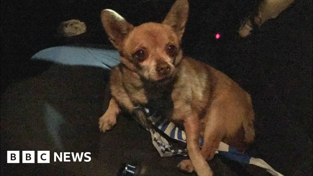 Chihuahua With Anger Issues Arrested Bbc News