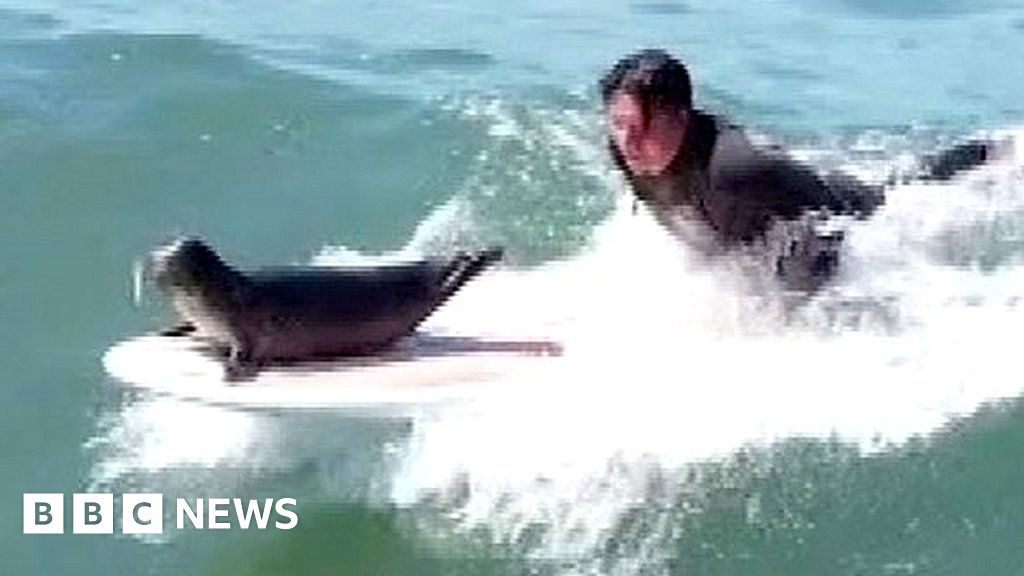 Meet Sammy, the surfing seal from San Diego