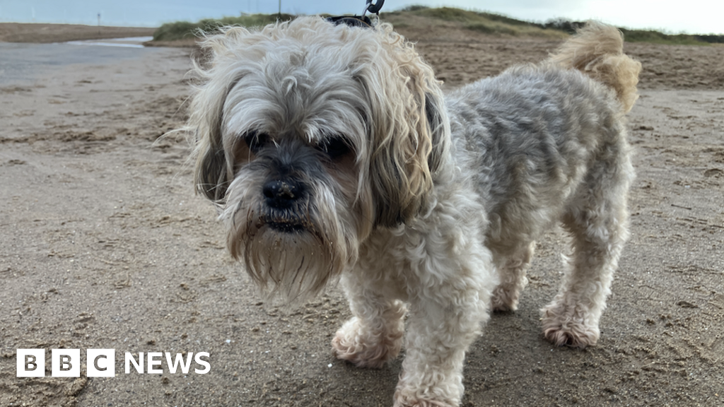 Online licensing for dog owners in Jersey BBC News