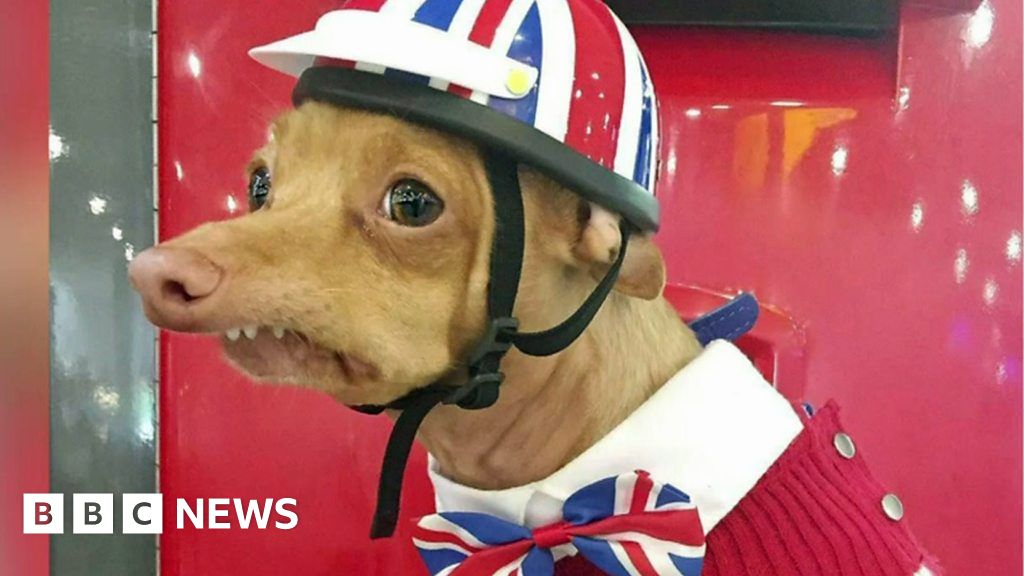 How Tuna the dog became an Instagram star BBC News