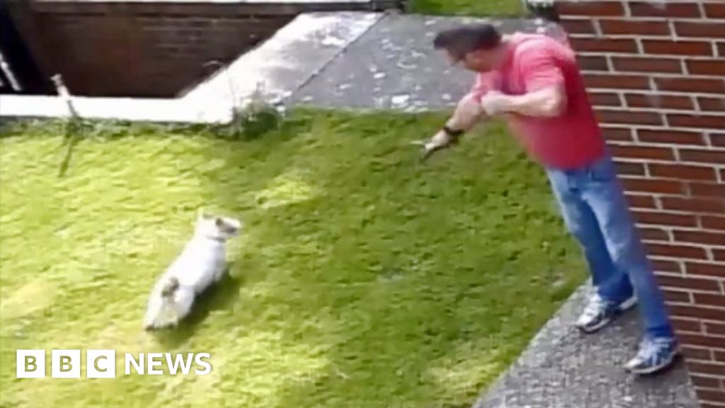 Barry man fined £500 for firing catapult at two dogs BBC News