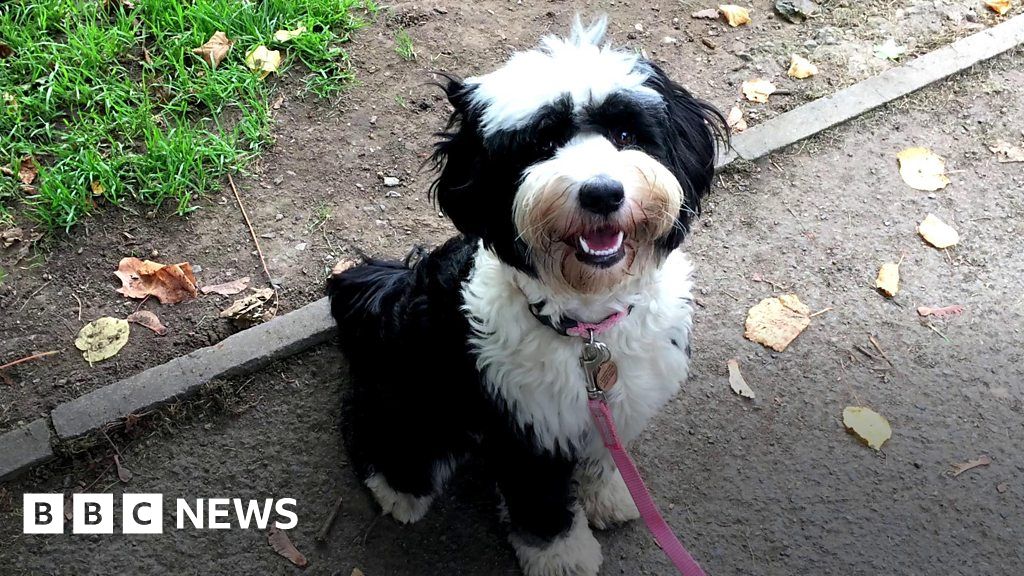 Cardiff dog walkers argue against planned open spaces ban BBC News