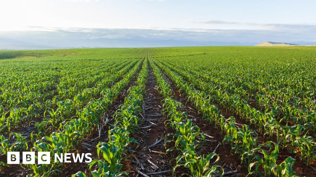 South Africa to harvest the highest maize crop in 40 years - BBC News