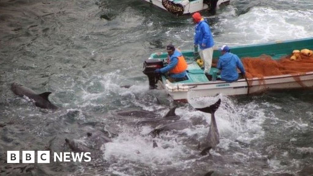 Japan begins controversial dolphin hunt