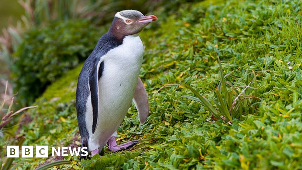 Bird of the Year: Rare anti-social penguin wins New Zealand poll