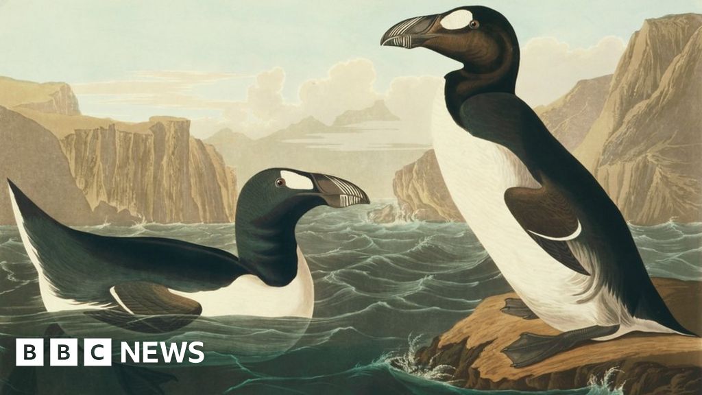 Great auk extinction: Humans wiped out giant seabird