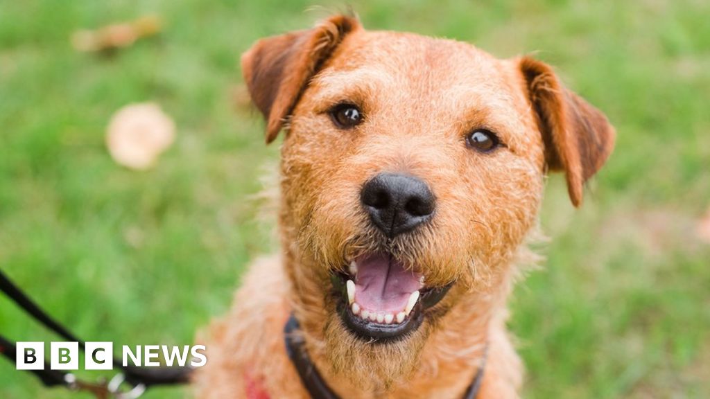 Hucknall Warning to dog owners over toxic weed in Merlin Park BBC News