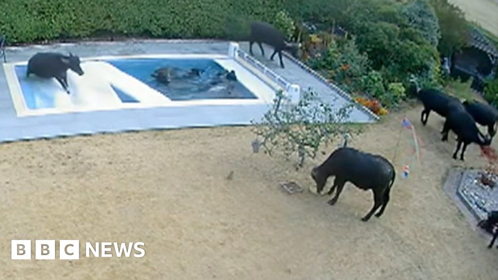 Escaped water buffalo herd wreck new swimming pool
