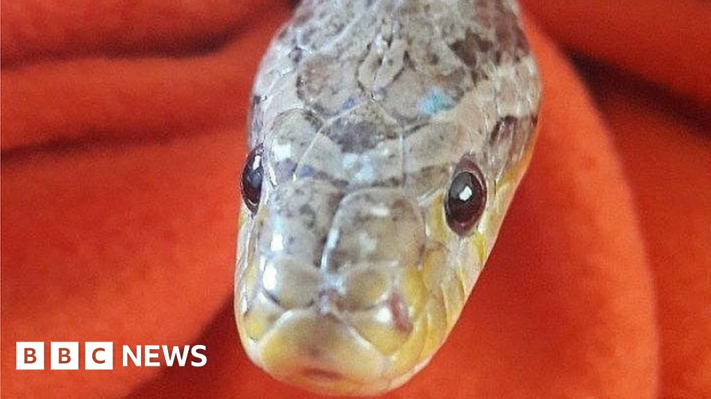 Snake trapped in the car during the Christmas campaign