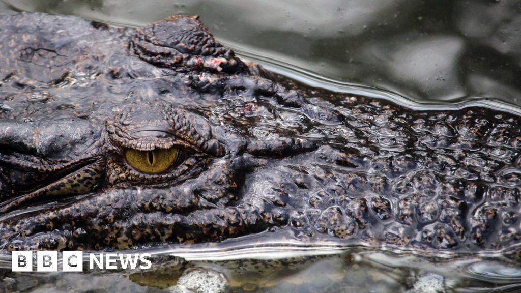 Crocodile eyes are fine-tuned for lurking - BBC News