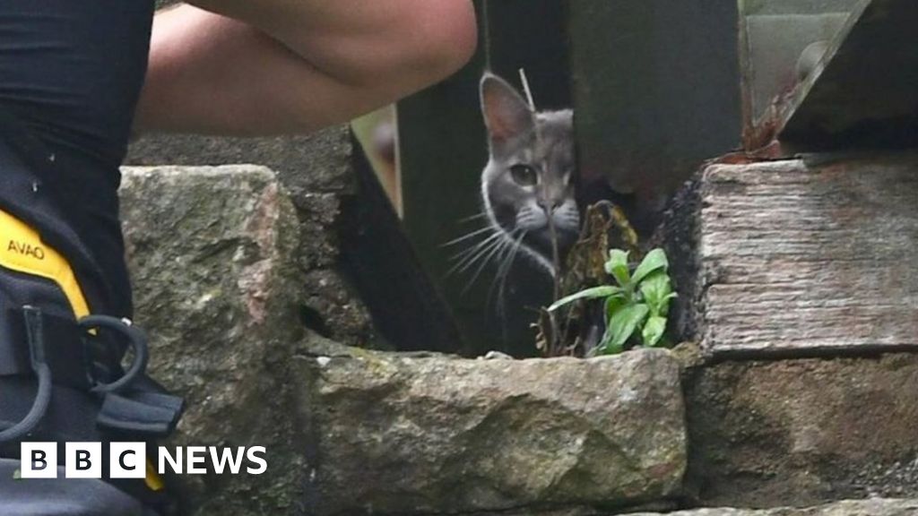 Bridge cat stuck for six days still stranded after rescue fails