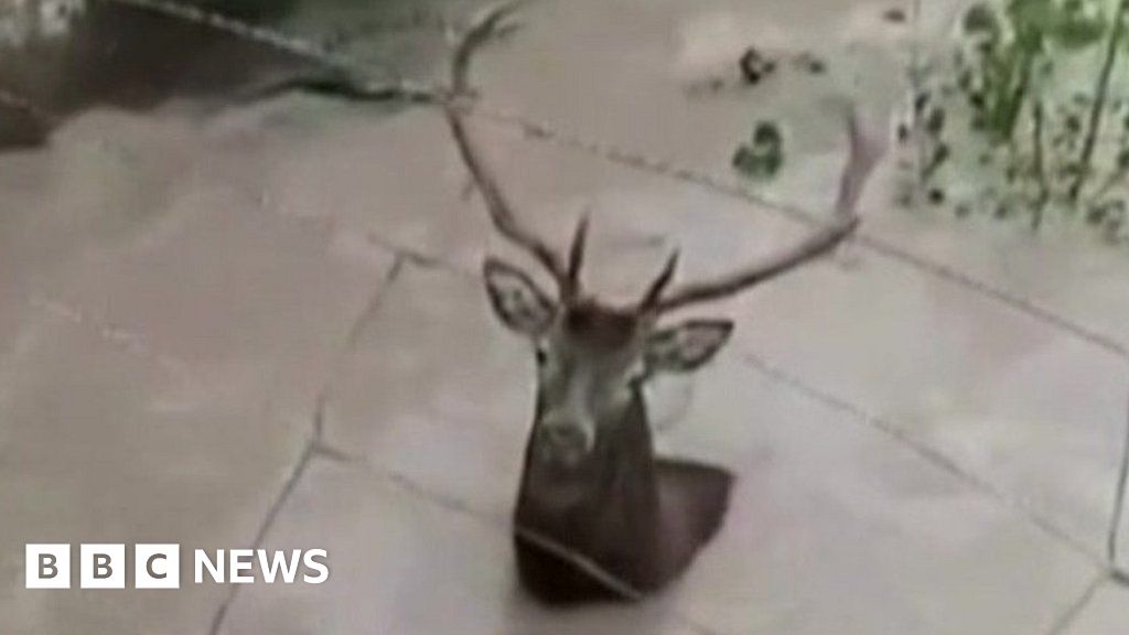 Oh deer! Stag stuck in flooded ruins rescued by cyclists in Spain