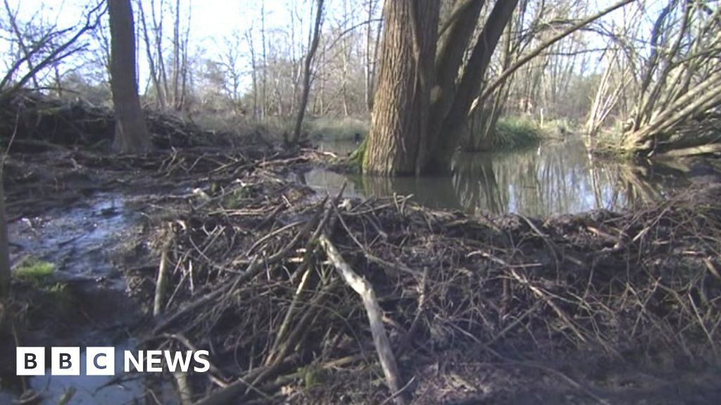 Essex beaver flood defences 'stood up well' in winter rain