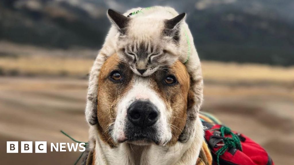 Henry And Baloo Dog And Cat Travel Companions Gain Cult Following