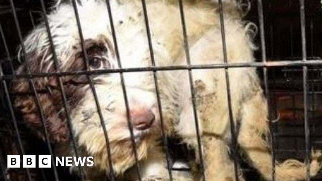 Police find 54 dogs locked in cages at Morecambe home