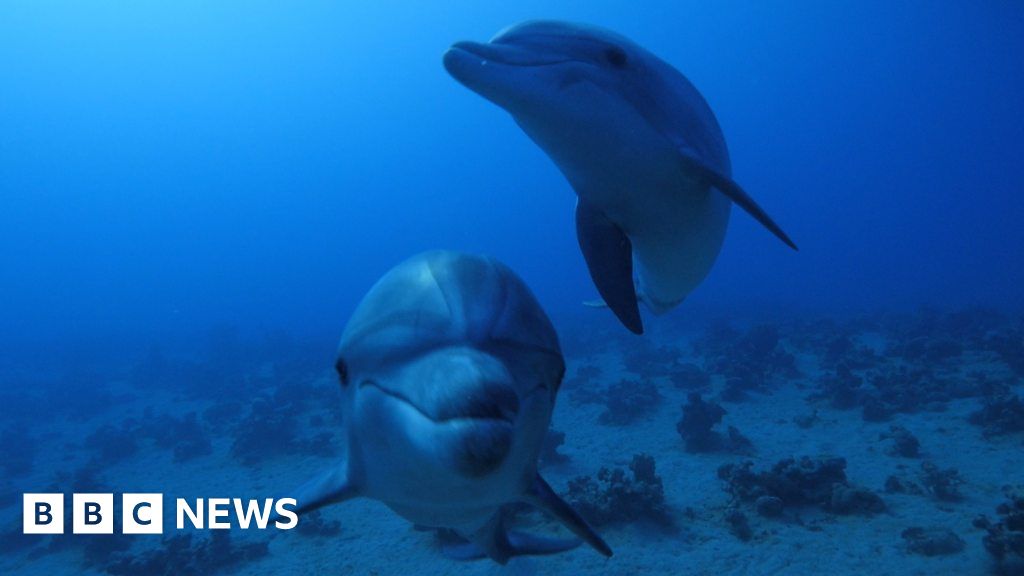 Ceredigion: Moment dolphins kill porpoise for sport