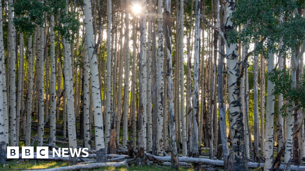 Future forests facing climate balancing act