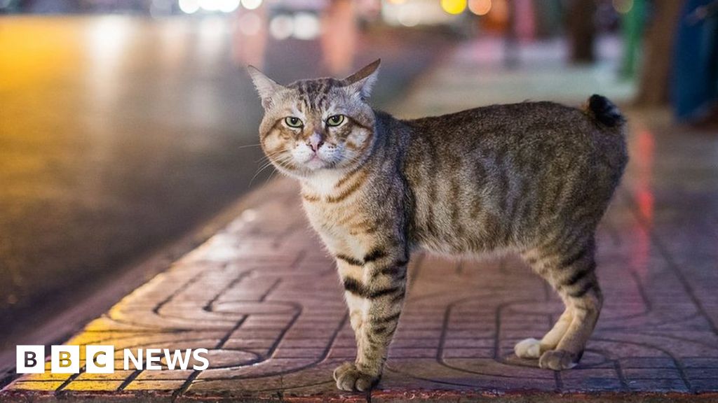 Manx tailless cat genome project launched BBC News