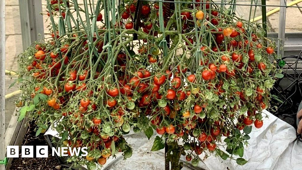 Hertfordshire gardener smashes own tomato growing record - BBC News