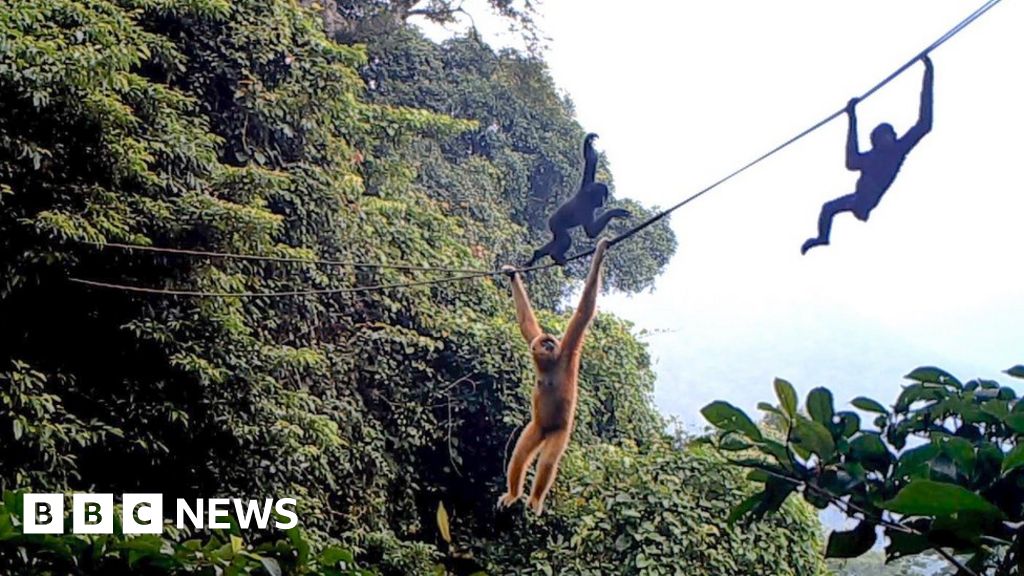 Conservation: Bridge of hope for world's rarest primate