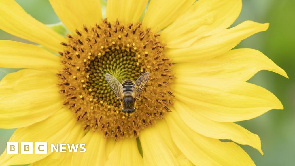 In pictures: Blooming Britain thumbnail