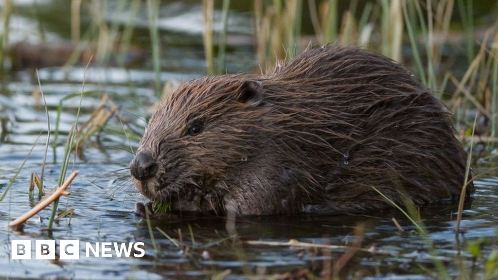 Wales a haven for wildlife but for how long? BBC News