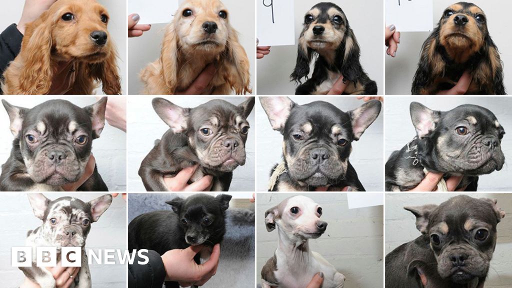 Ipswich Dogs Raid Hundreds Email Police After Images Released Bbc News