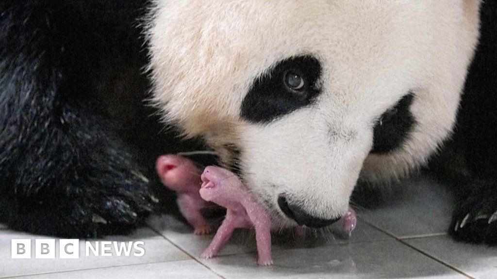Watch: First ever panda twins born in South Korea