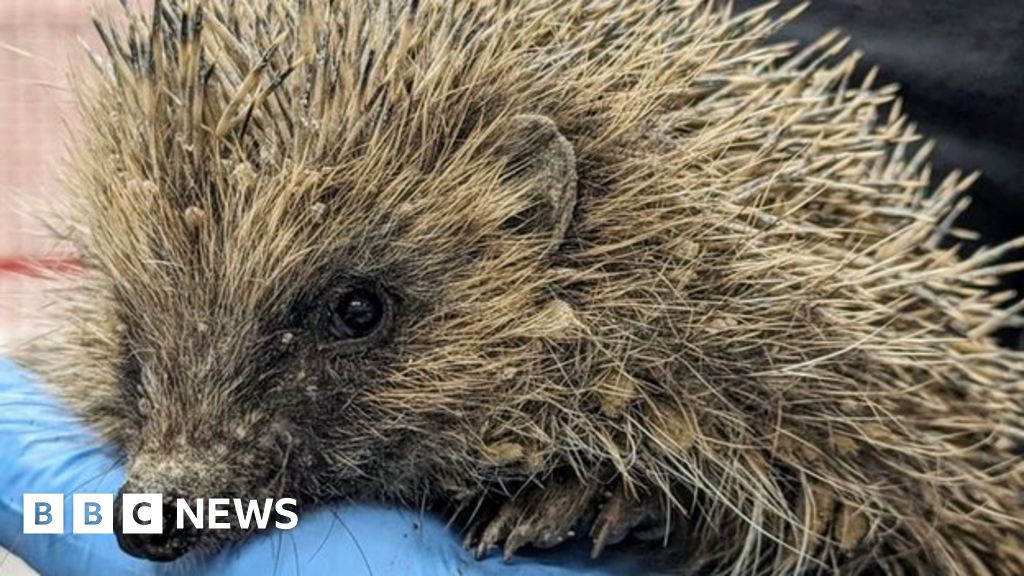 Cement-covered hedgehogs rescued on Witney building site - BBC News