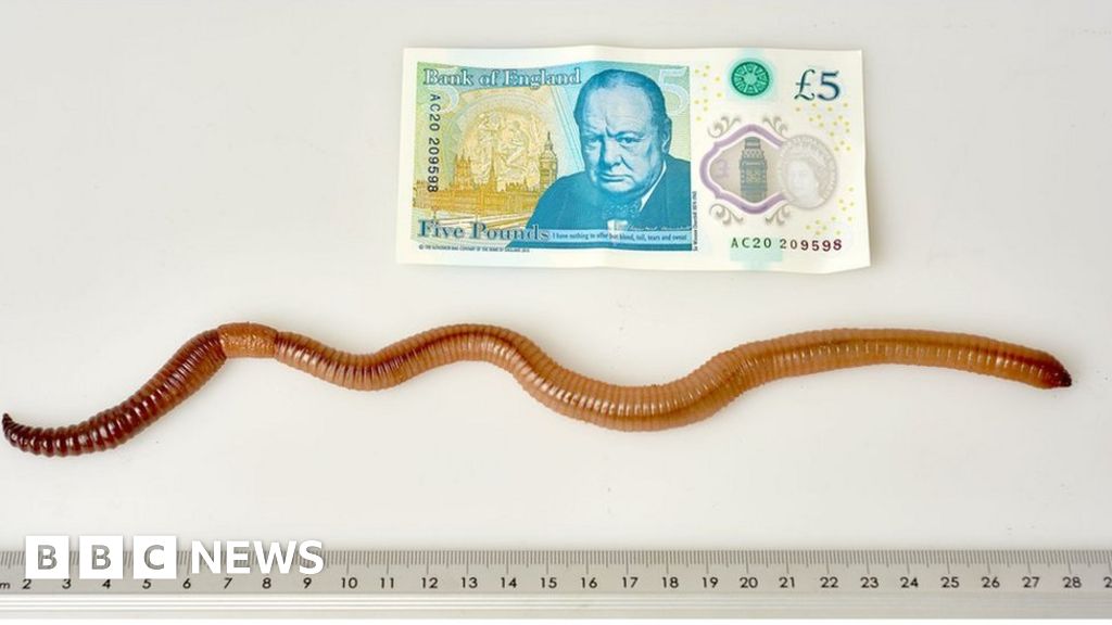Widnes Worm Dave Wriggles Into Record Books Bbc News