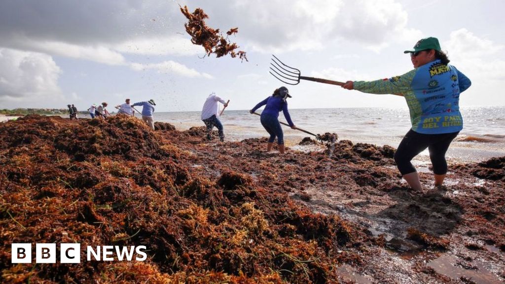 Stinky seaweed bloom wider than US heads for Florida – NewsEverything US & Canada