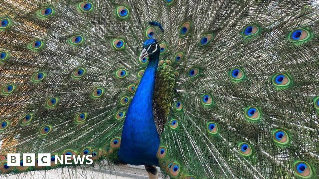 Dunfermline Peacocks receive honorary citizenship of the city