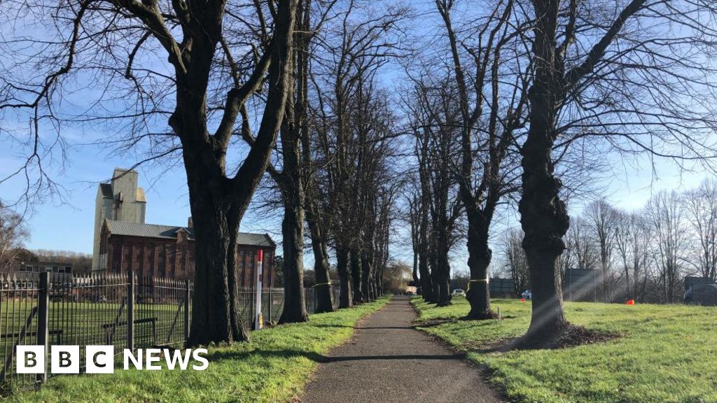 No more Wellingborough tree felling until August, says council BBC News