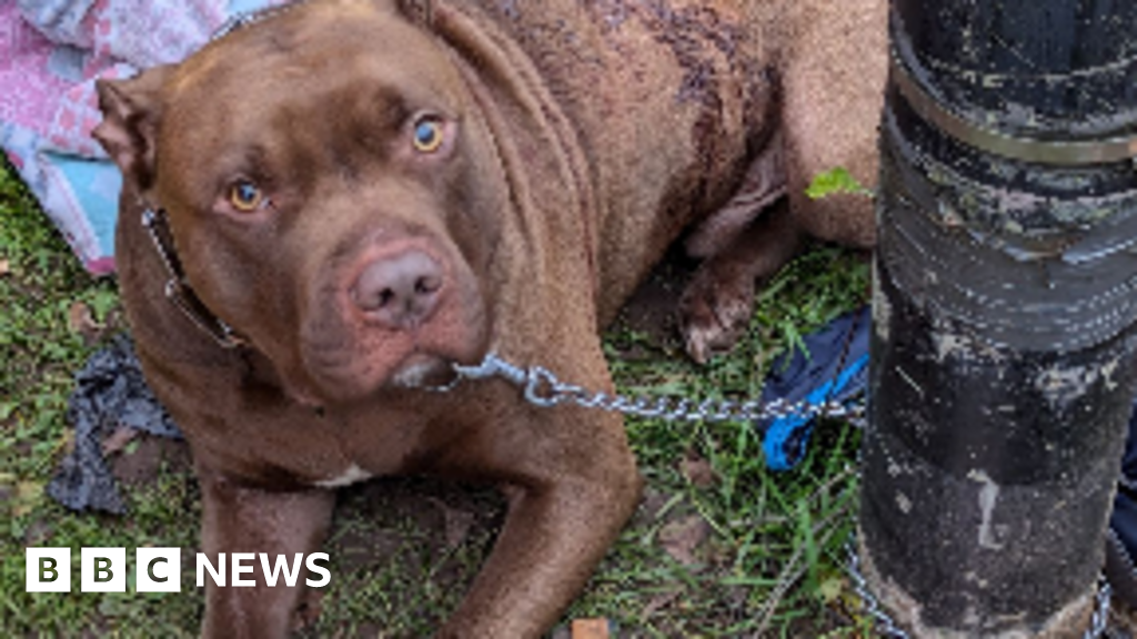 Stabbed dog found chained to Bilston lamppost
