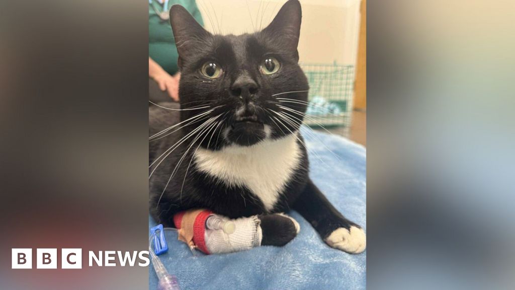 Cramlington cat hit by five vehicles reunited with family