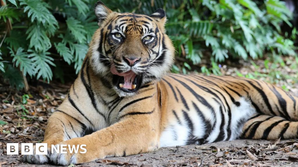 Tiger Bites Animal Handler at Dreamworld